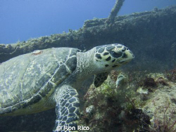Local Favorites

Hawksbill Turtle browsing around one o... by Ron Rico 